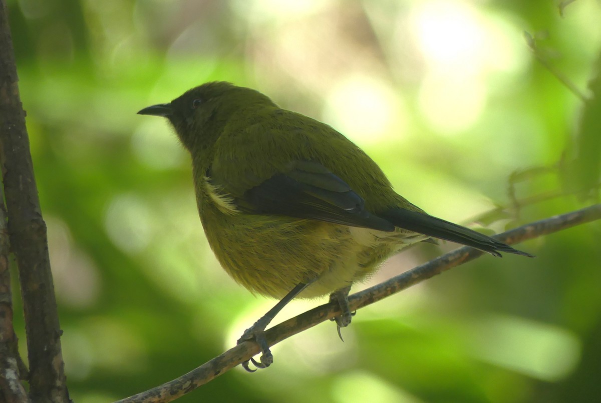 New Zealand Bellbird - ML646232078