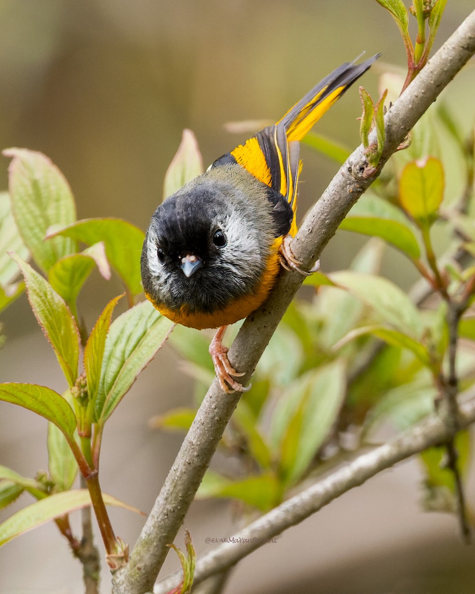 Golden-breasted Fulvetta - ML646232079