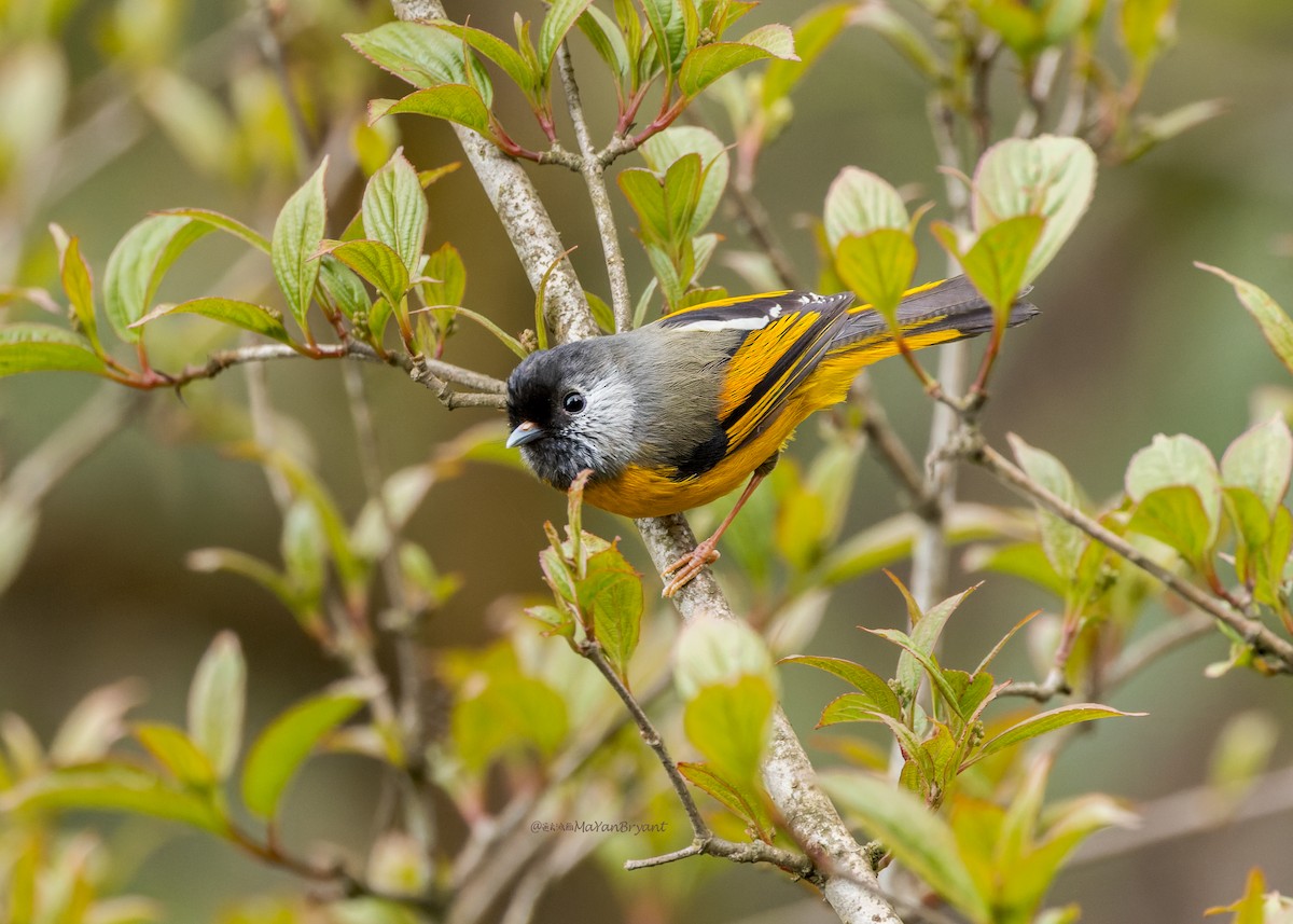 Golden-breasted Fulvetta - ML646232080