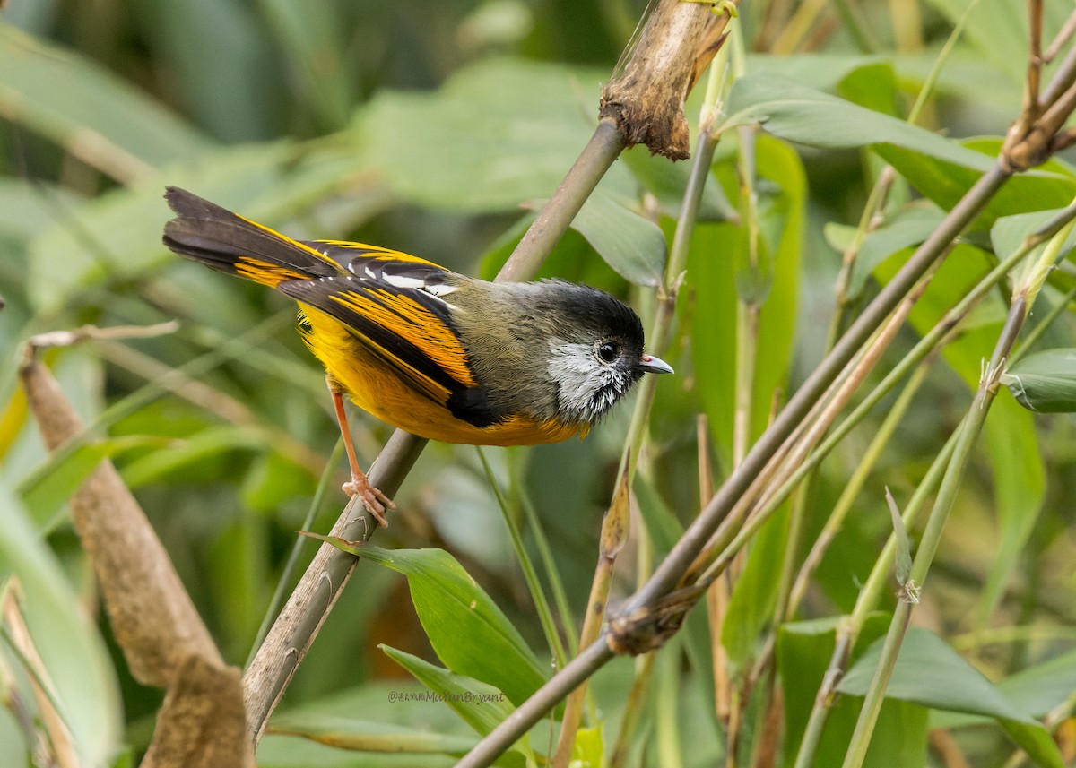 Golden-breasted Fulvetta - ML646232081