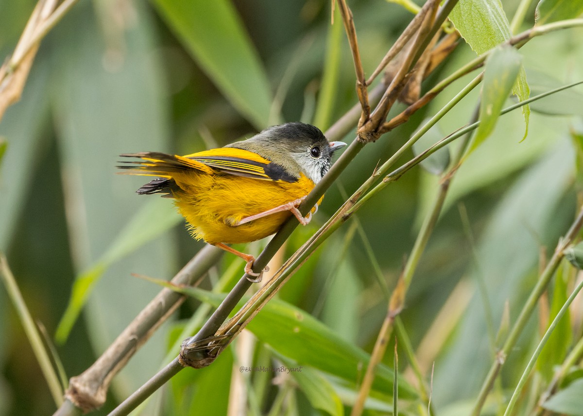 Golden-breasted Fulvetta - ML646232082