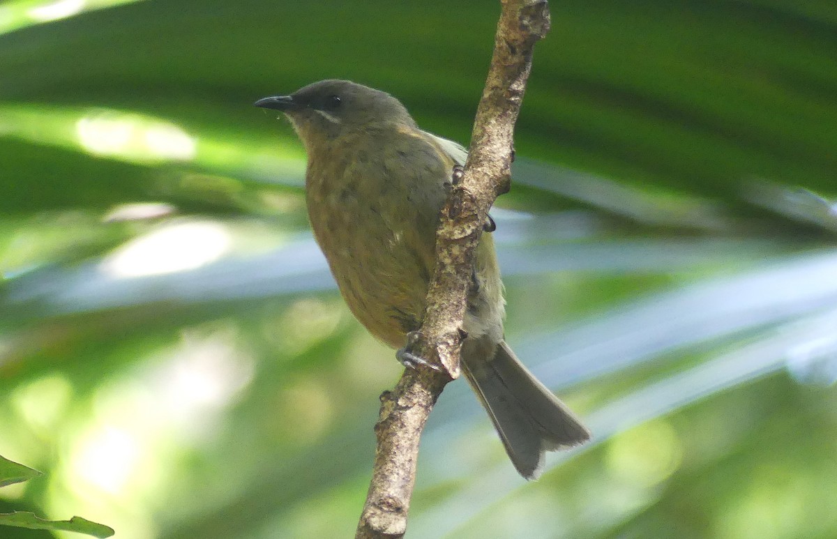 New Zealand Bellbird - ML646232089