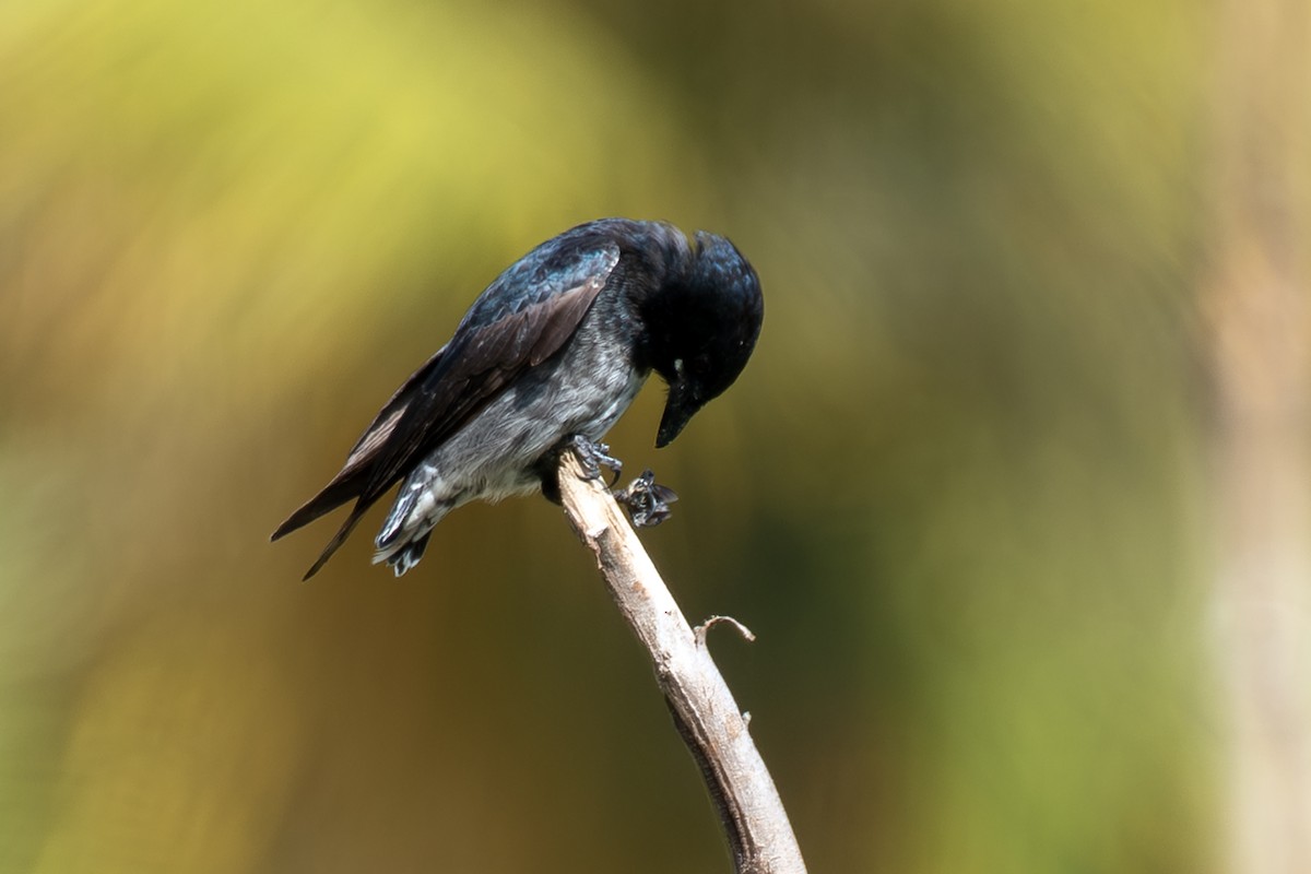 大卷尾 - ML646232098