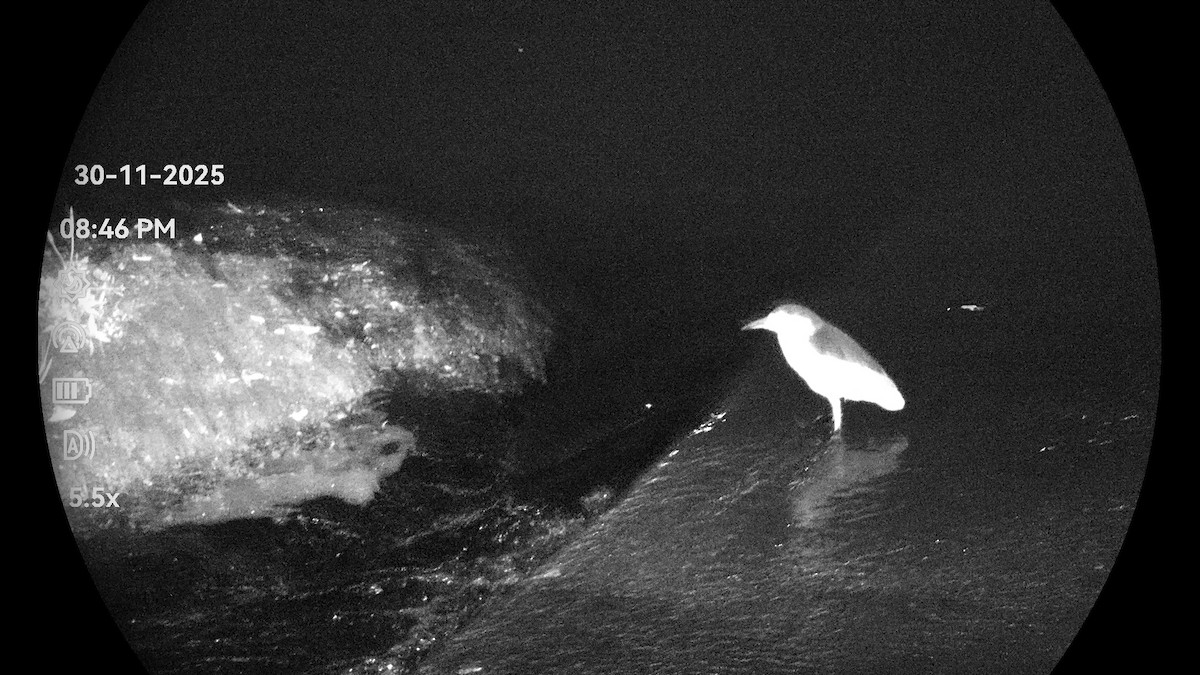 Black-crowned Night Heron - ML646232101