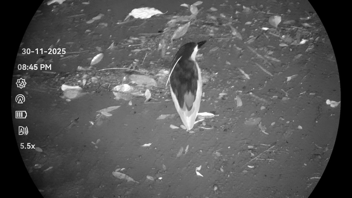 Black-crowned Night Heron - ML646232102