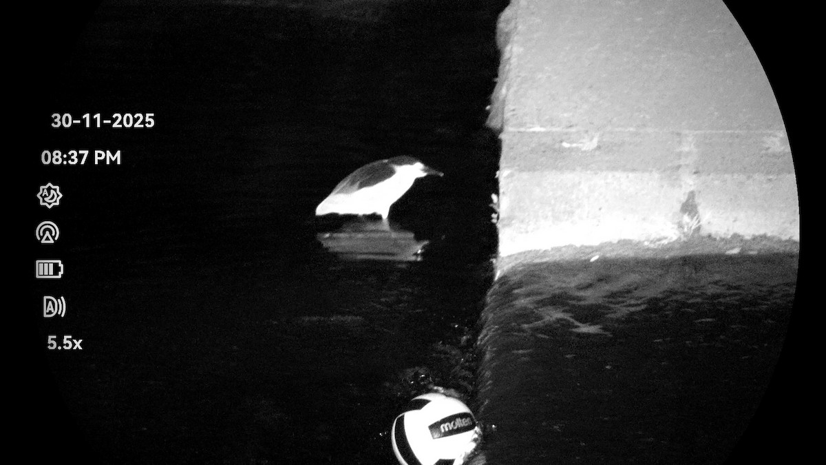 Black-crowned Night Heron - ML646232103