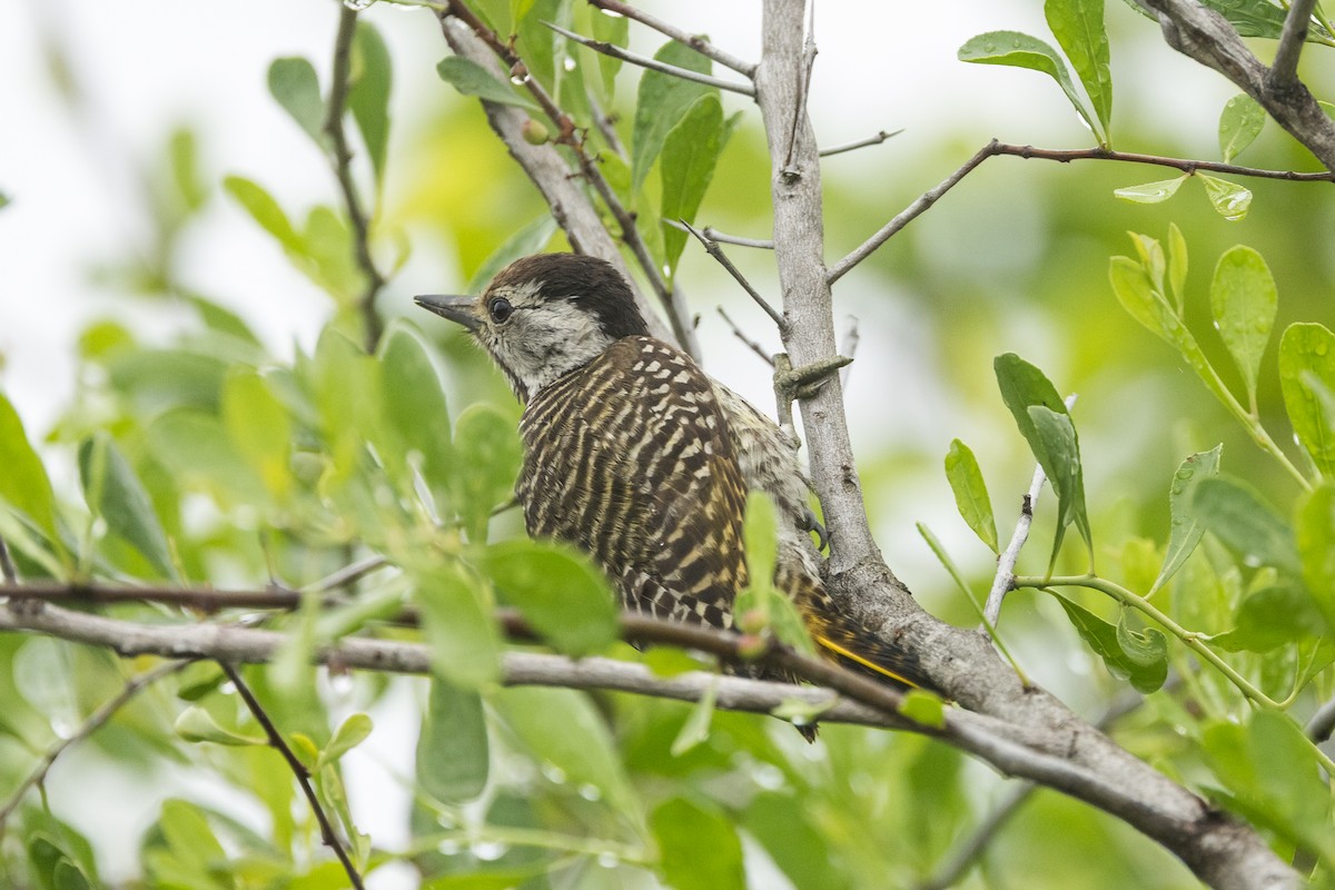 Cardinal Woodpecker - ML646232104