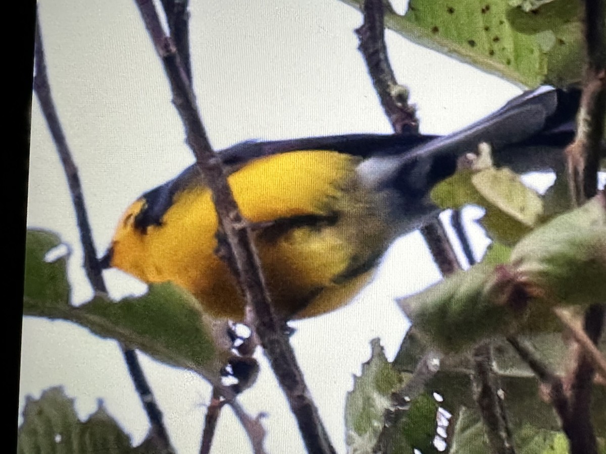 Golden-fronted Redstart - ML646232112