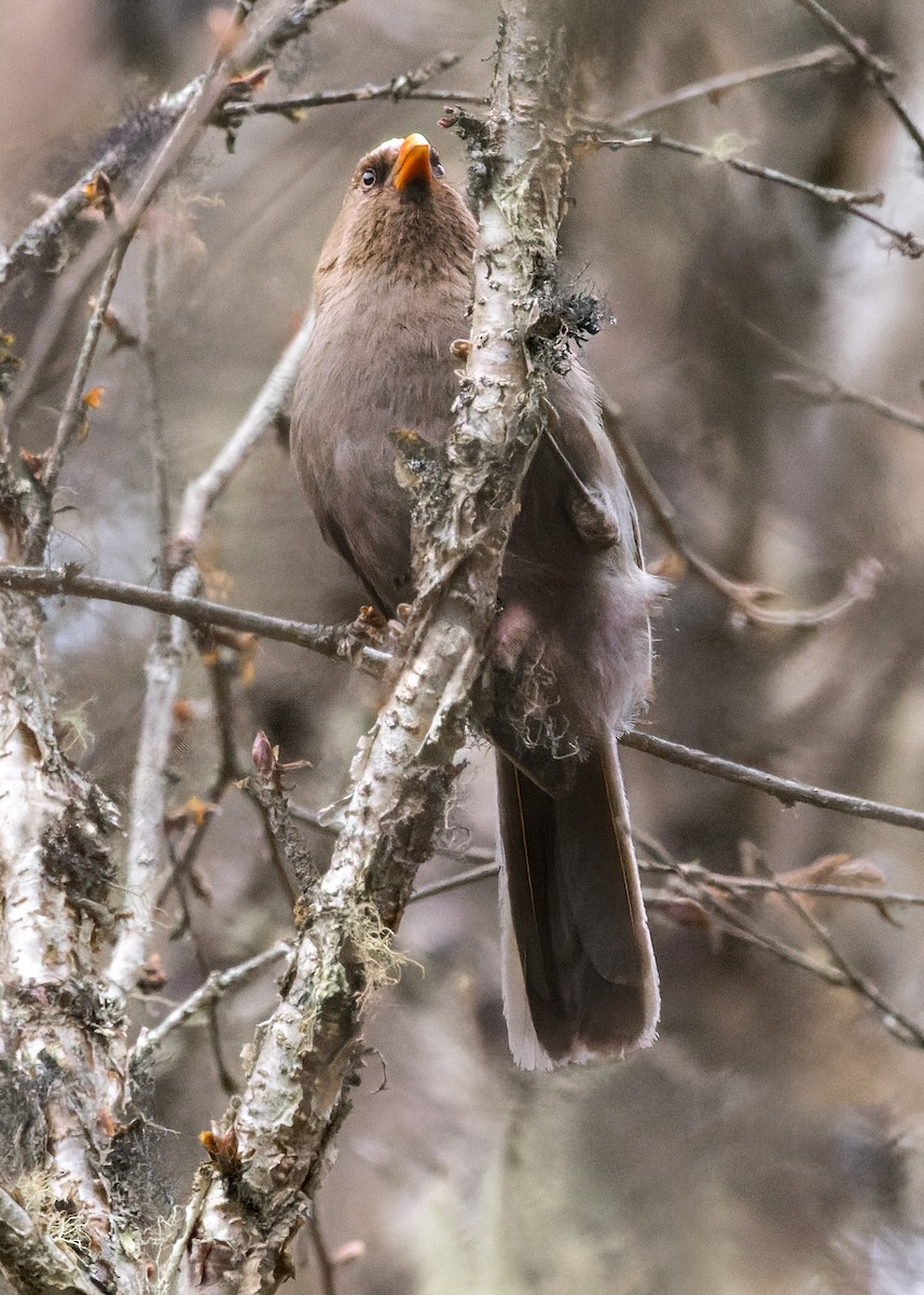 Riesenpapageimeise - ML646232116