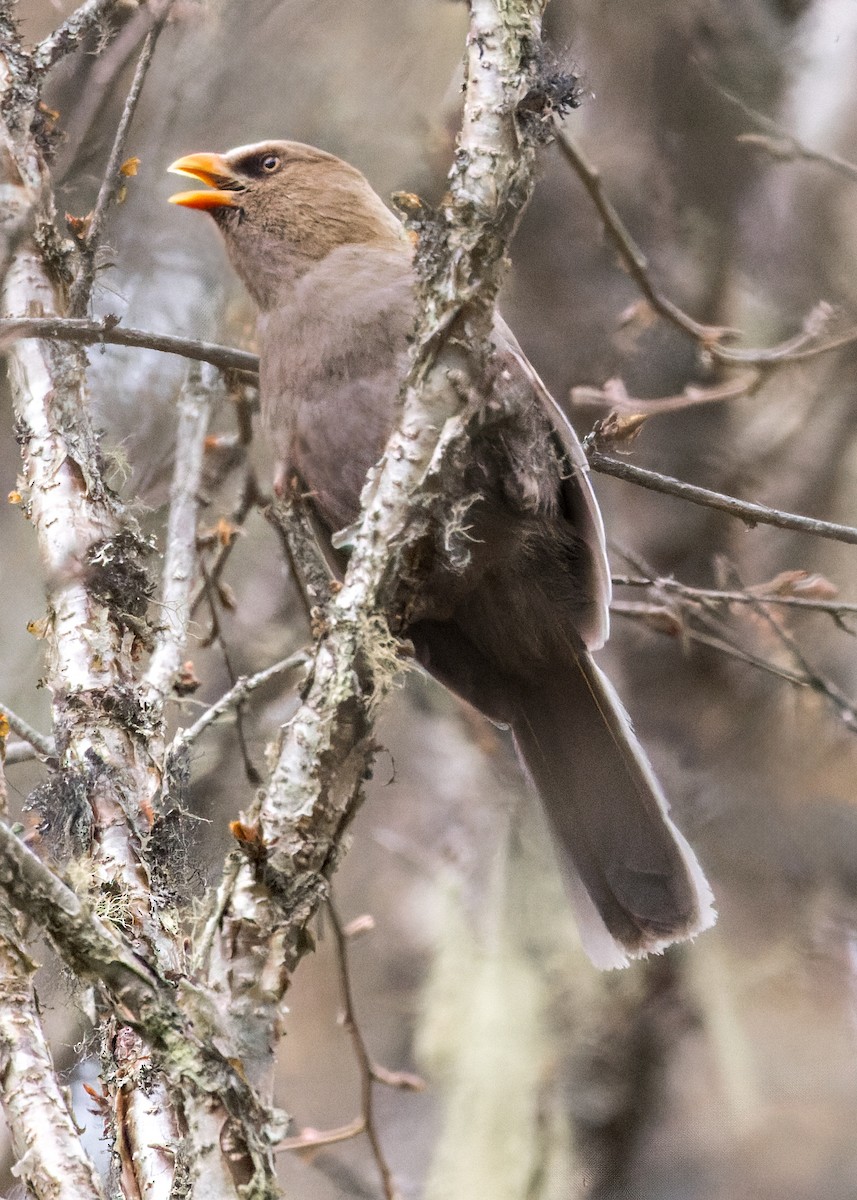 Riesenpapageimeise - ML646232118