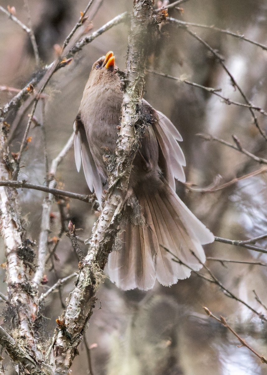 Riesenpapageimeise - ML646232119