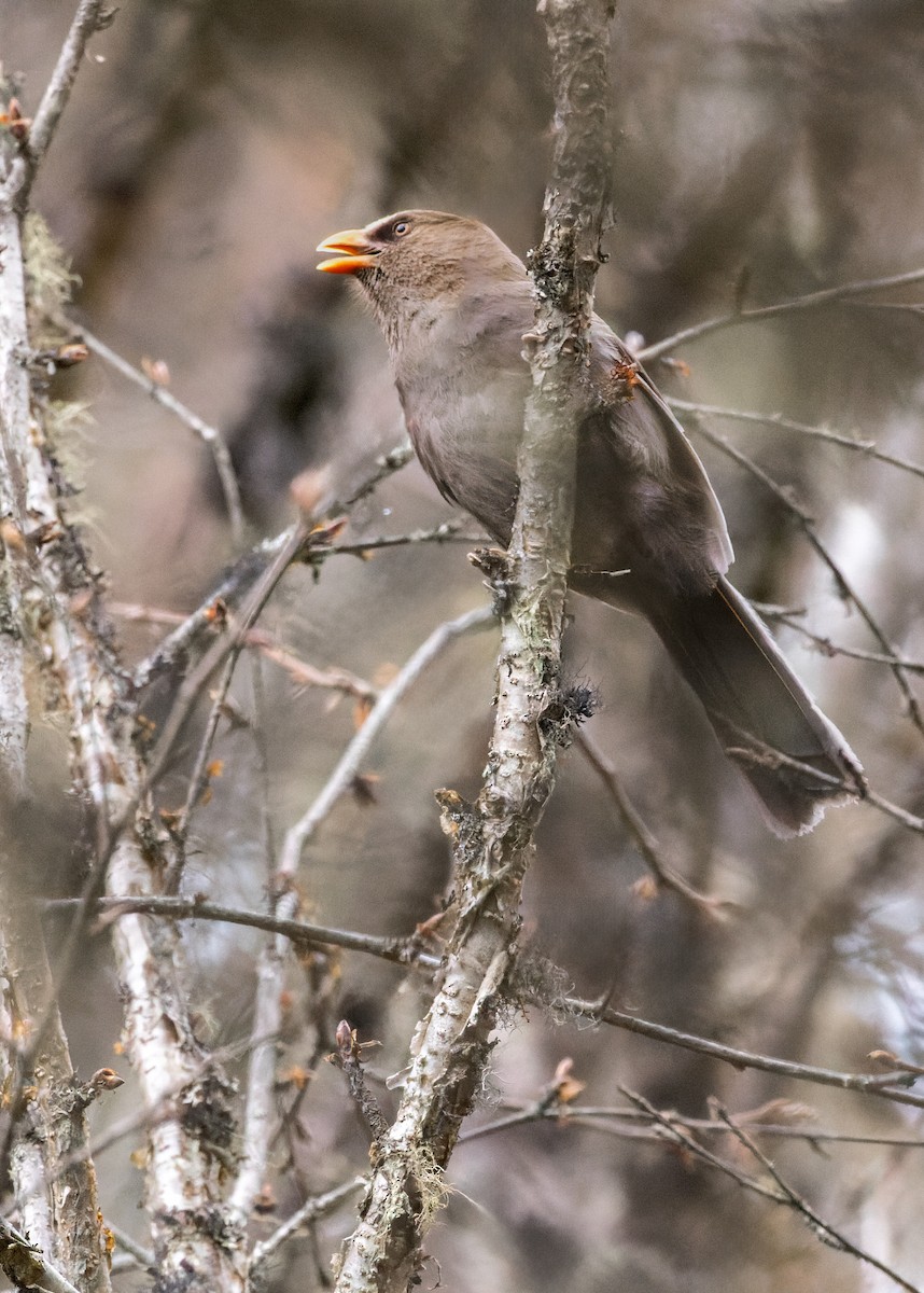 Riesenpapageimeise - ML646232120