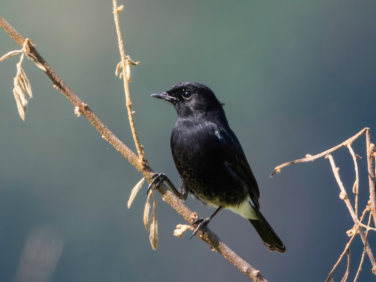 bramborníček černobílý - ML646232121