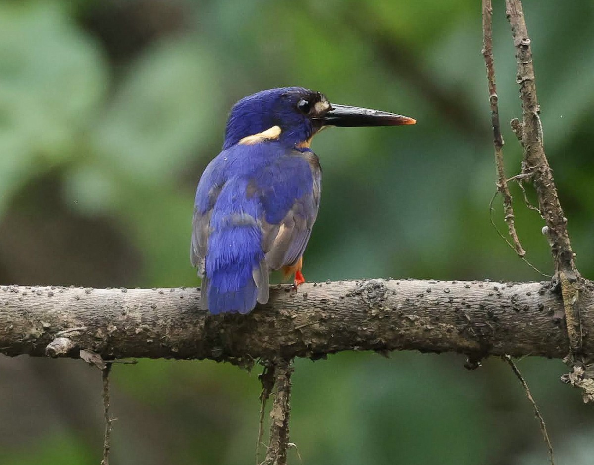 ルリミツユビカワセミ - ML646232122