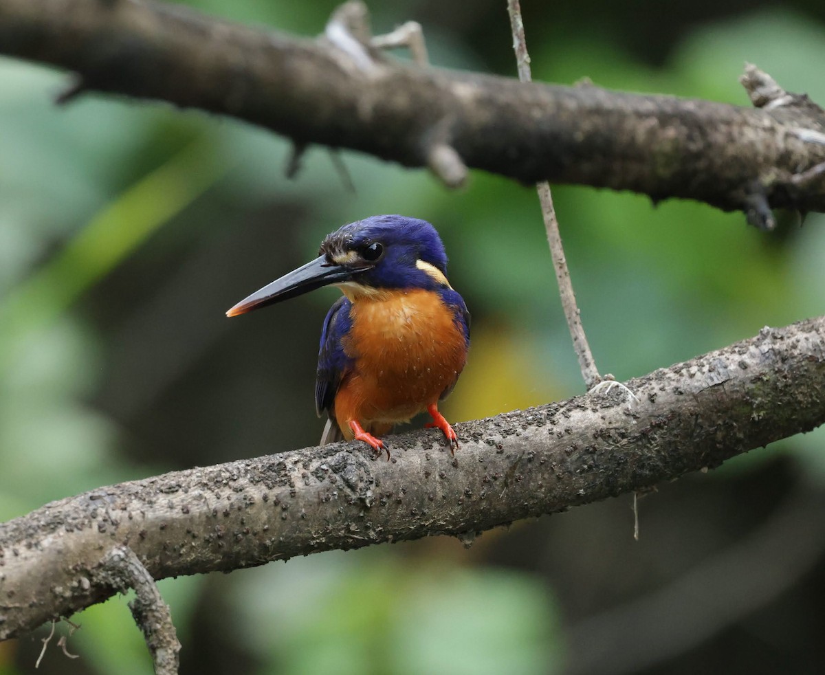 ルリミツユビカワセミ - ML646232123