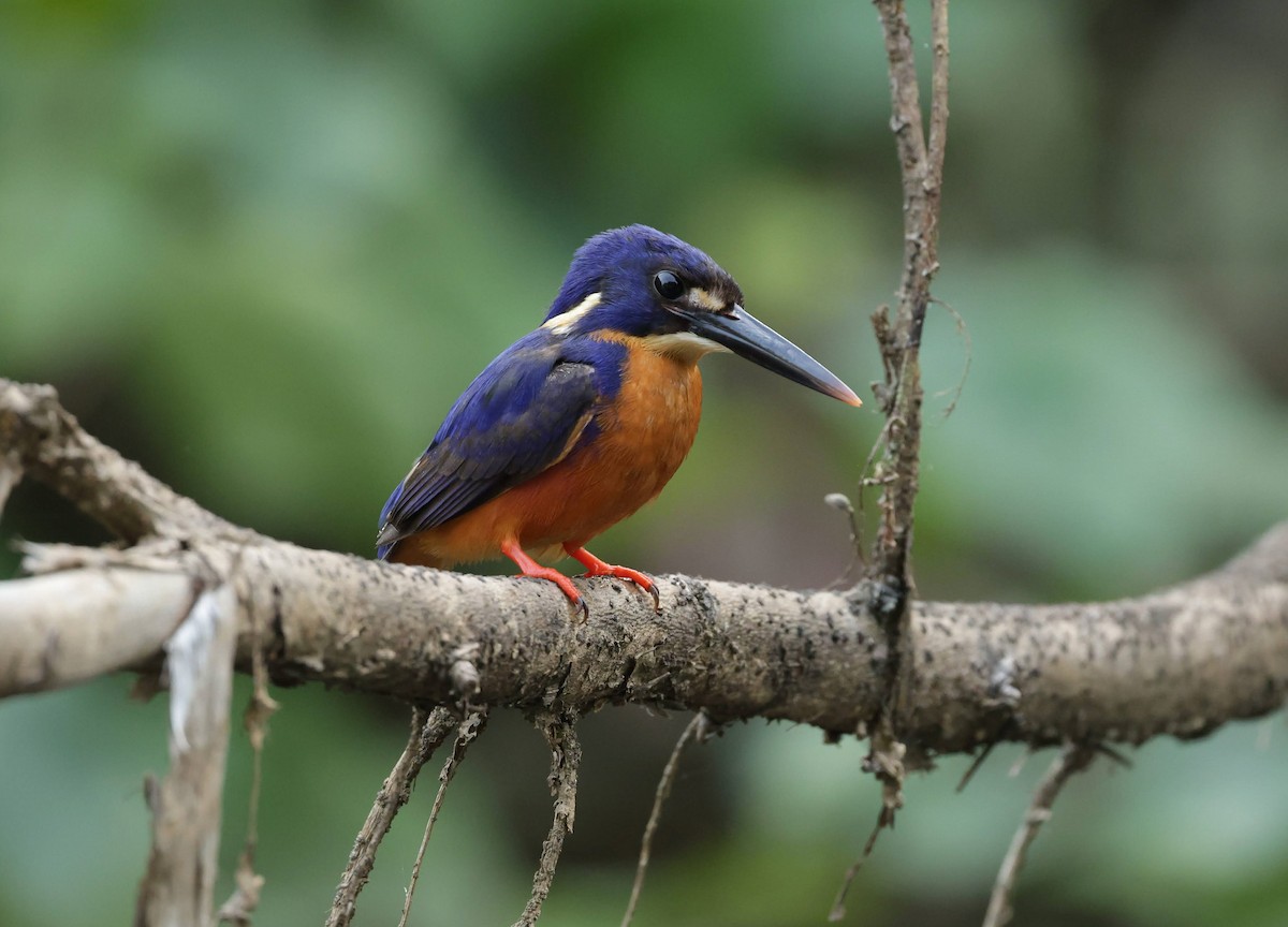 ルリミツユビカワセミ - ML646232124