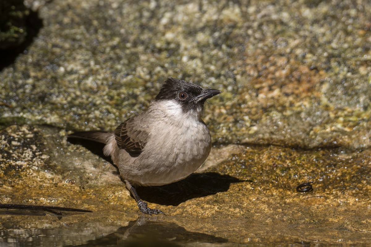 Sooty-headed Bulbul - ML646232125