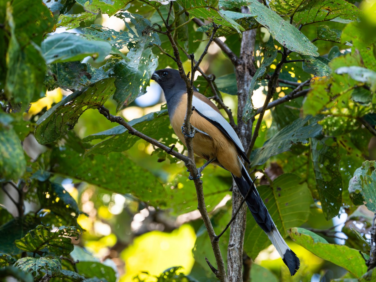 straka toulavá - ML646232127