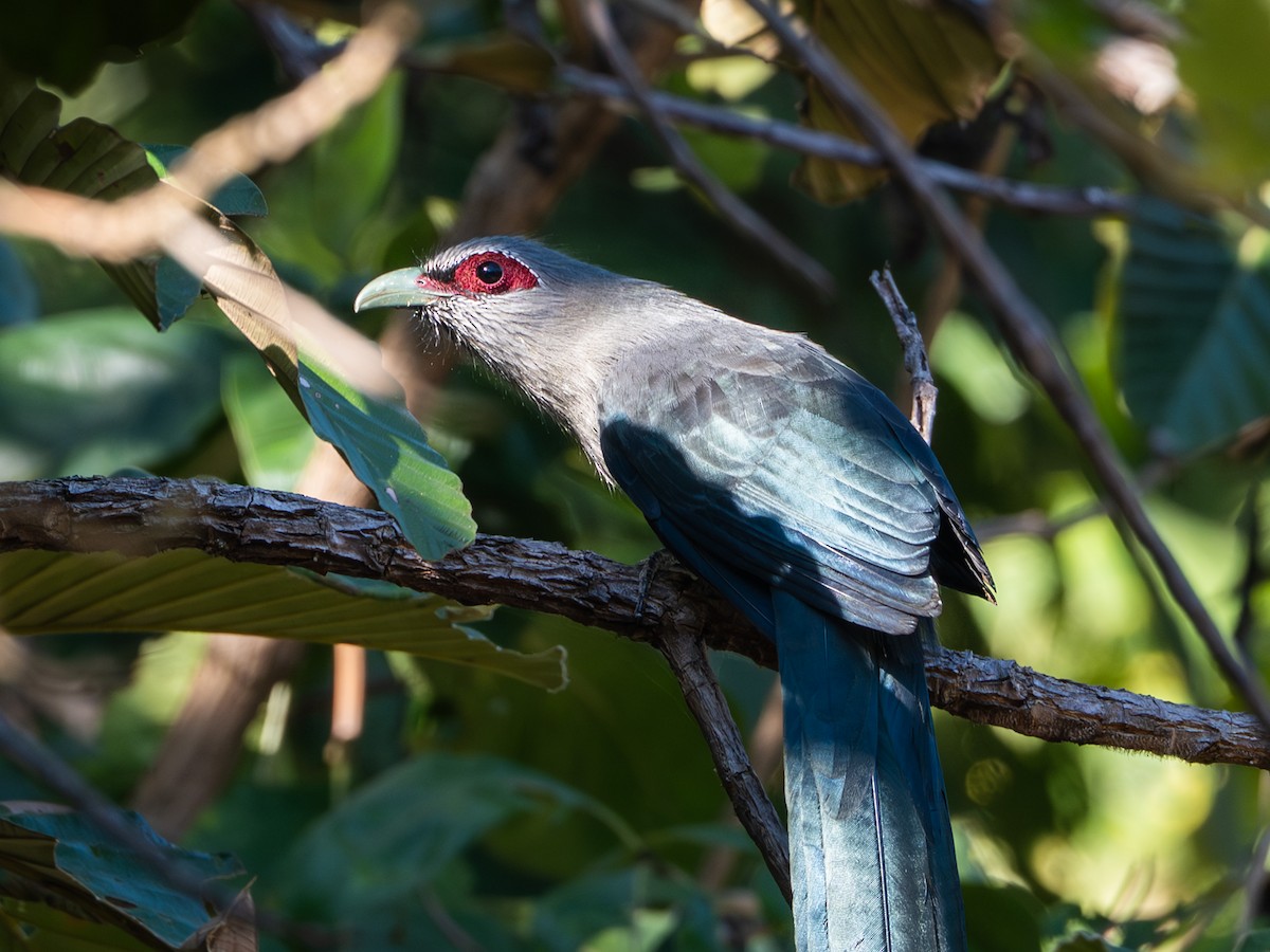 kukačka zelenozobá - ML646232129