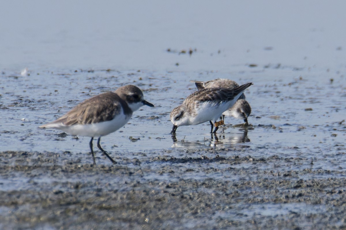 Spoon-billed Sandpiper - ML646232131