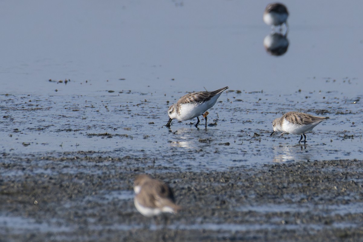 Spoon-billed Sandpiper - ML646232132