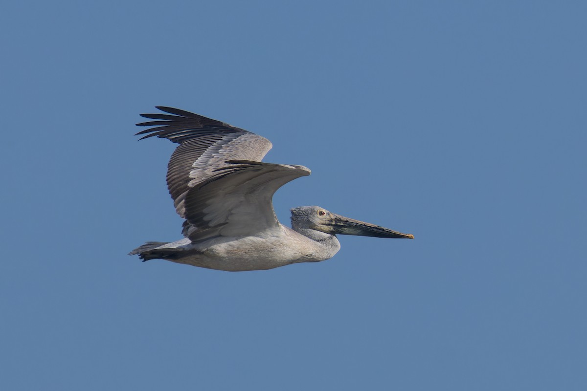 Spot-billed Pelican - ML646232135