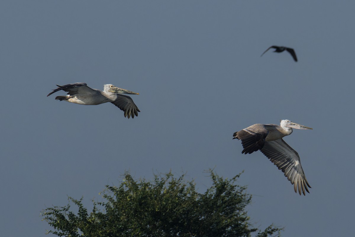 Spot-billed Pelican - ML646232136