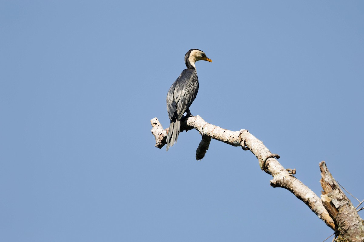 シロハラコビトウ - ML646232138