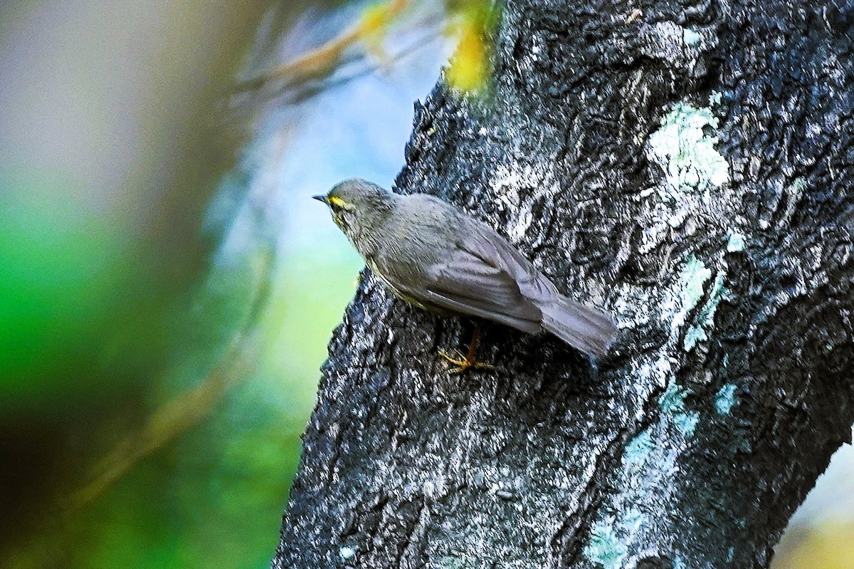 Sulphur-bellied Warbler - ML646232141