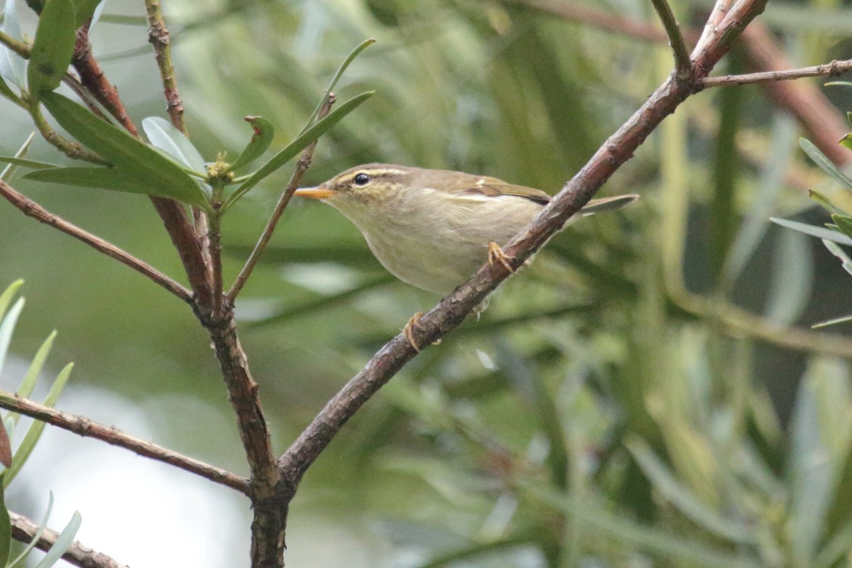 Arctic Warbler - ML646232144