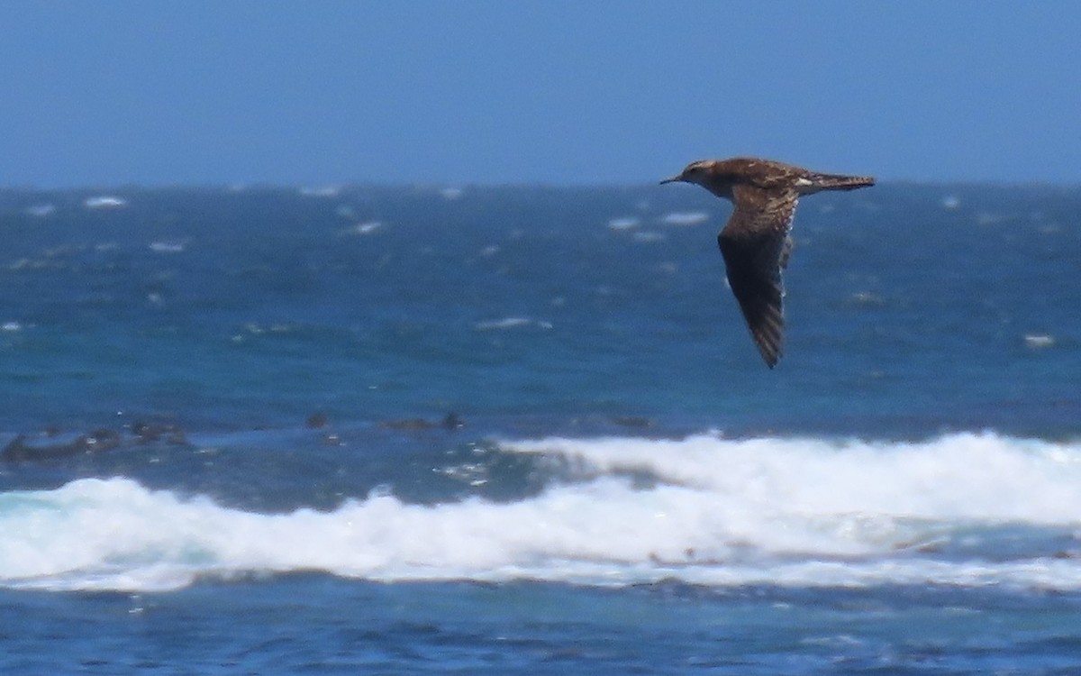Upland Sandpiper - ML646232146