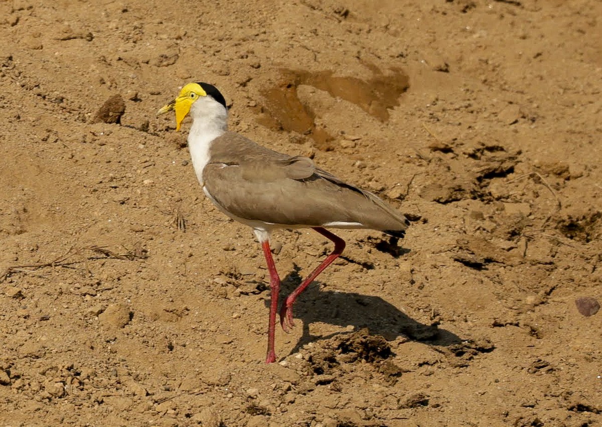 ズグロトサカゲリ - ML646232147