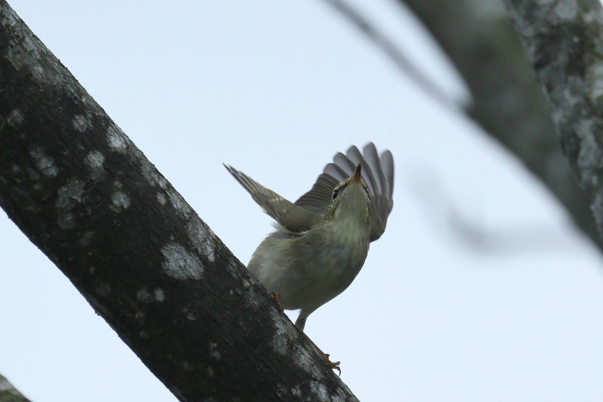 Arctic Warbler - ML646232148