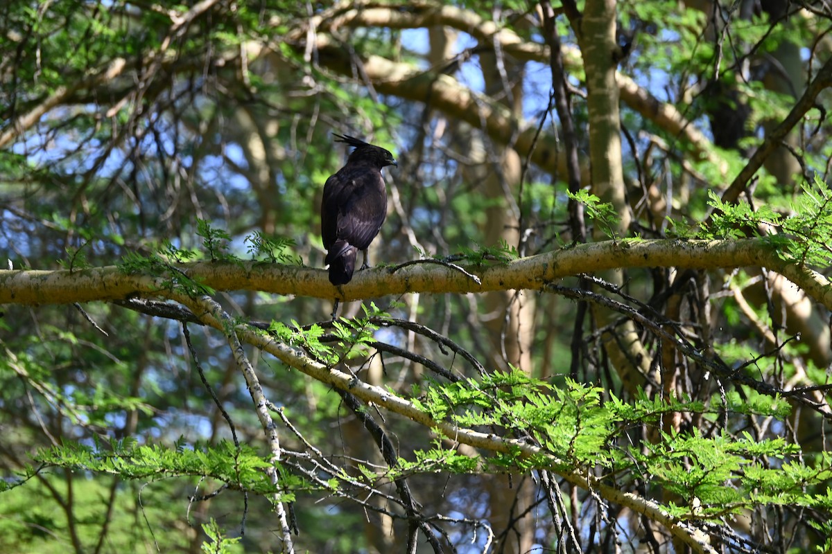 Long-crested Eagle - ML646232151