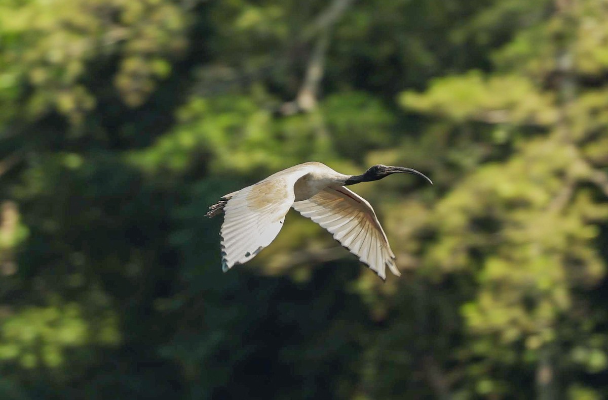 オーストラリアクロトキ - ML646232153