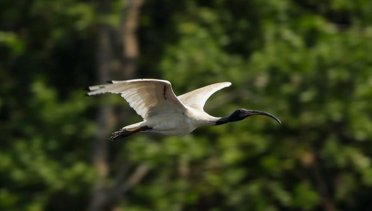 オーストラリアクロトキ - ML646232154