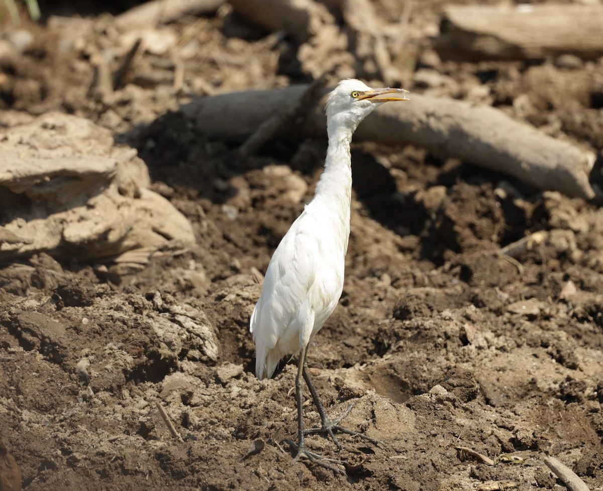 アマサギ - ML646232158