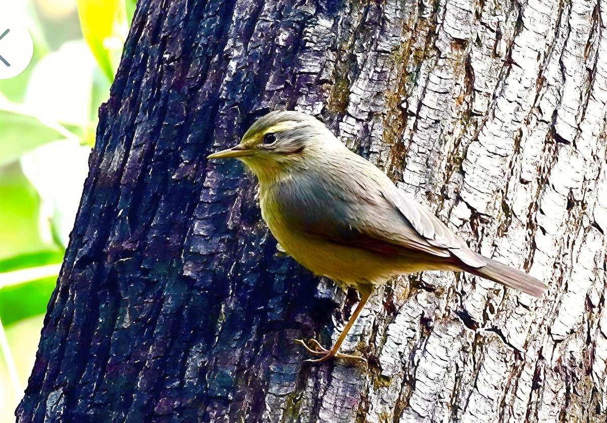 Sulphur-bellied Warbler - ML646232159