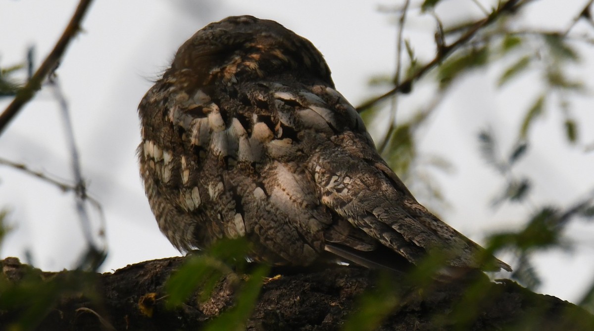 Chotacabras Hindú - ML646232161