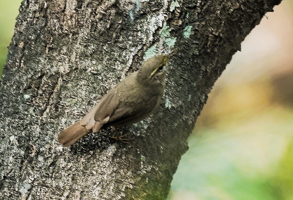 Sulphur-bellied Warbler - ML646232164