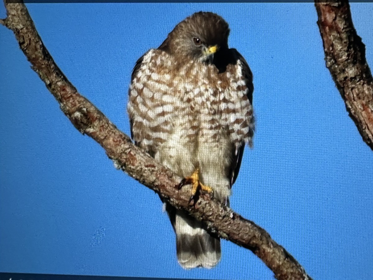 Broad-winged Hawk - ML646232165
