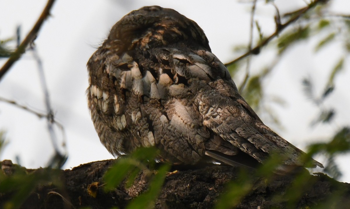 Chotacabras Hindú - ML646232168