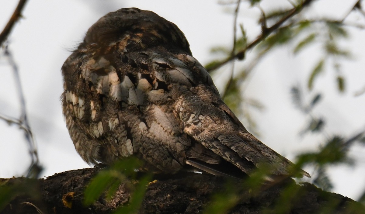 Chotacabras Hindú - ML646232170