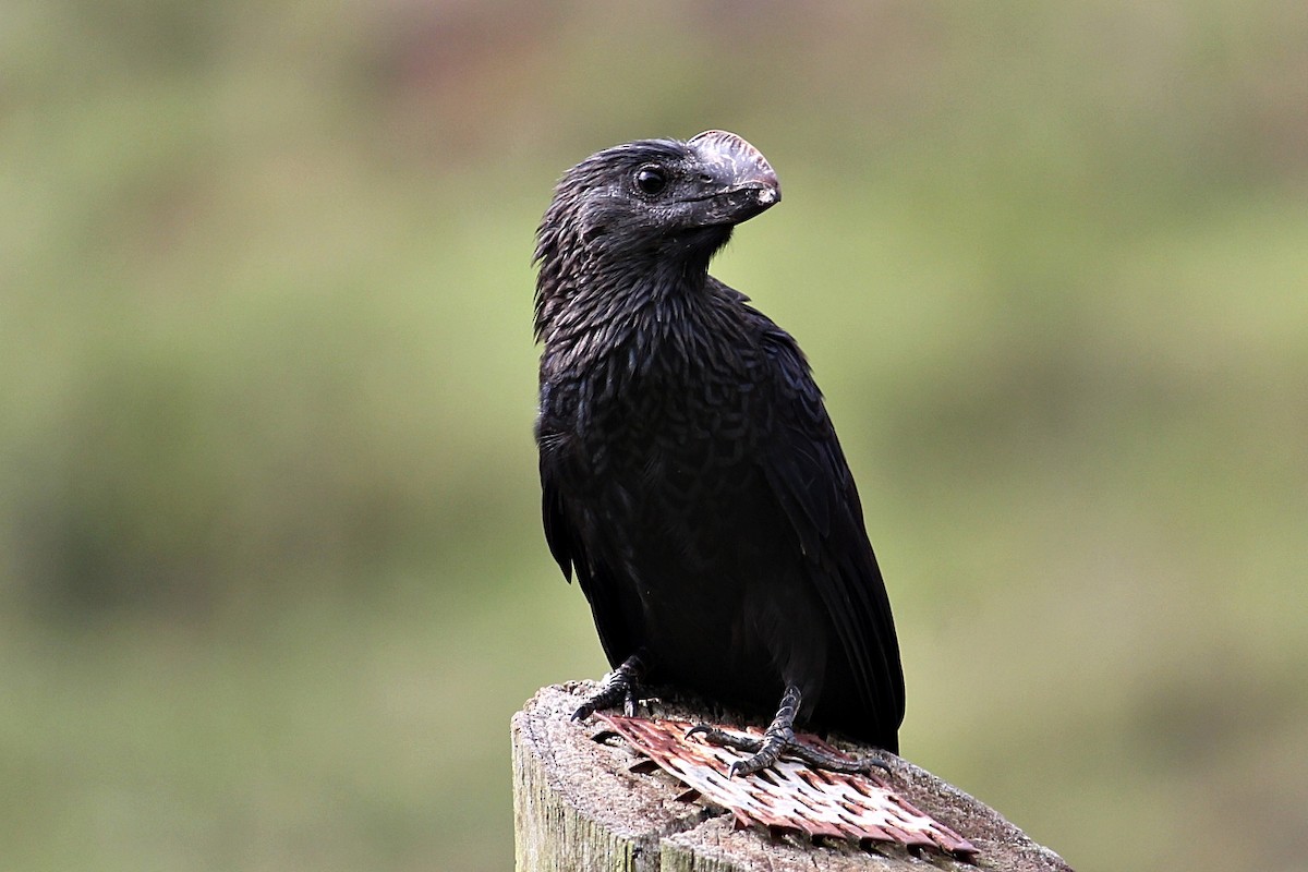 Ані товстодзьобий - ML646232173