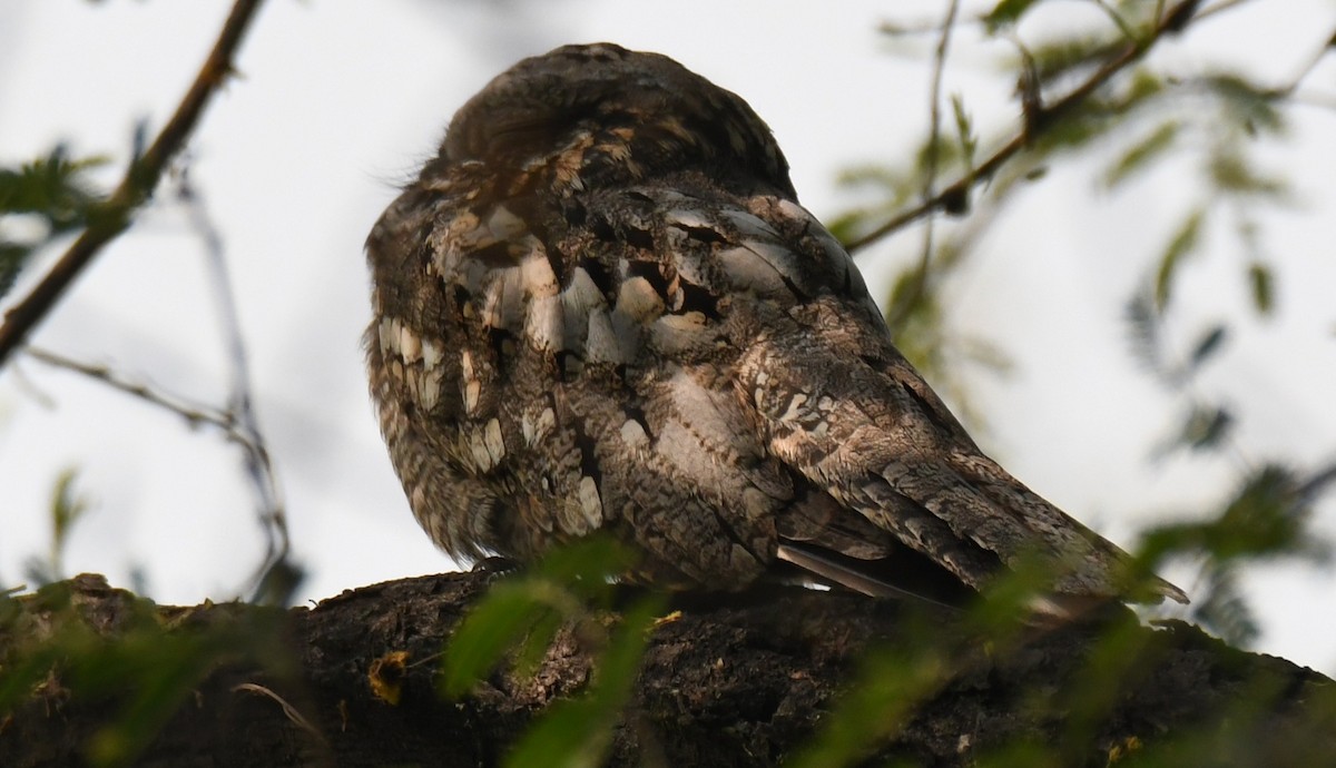 Chotacabras Hindú - ML646232174