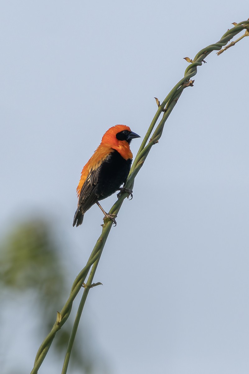 Black-winged Bishop - ML646232176