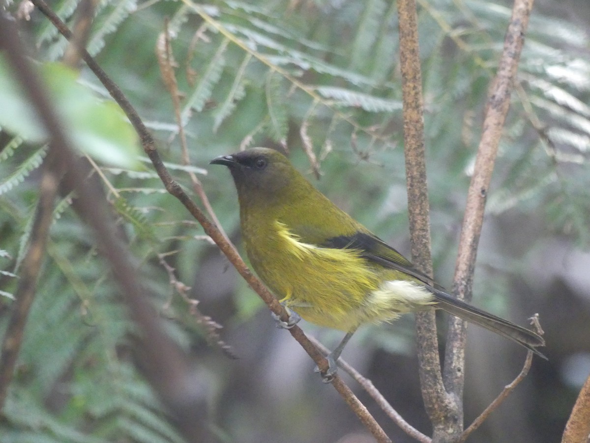 New Zealand Bellbird - ML646232177