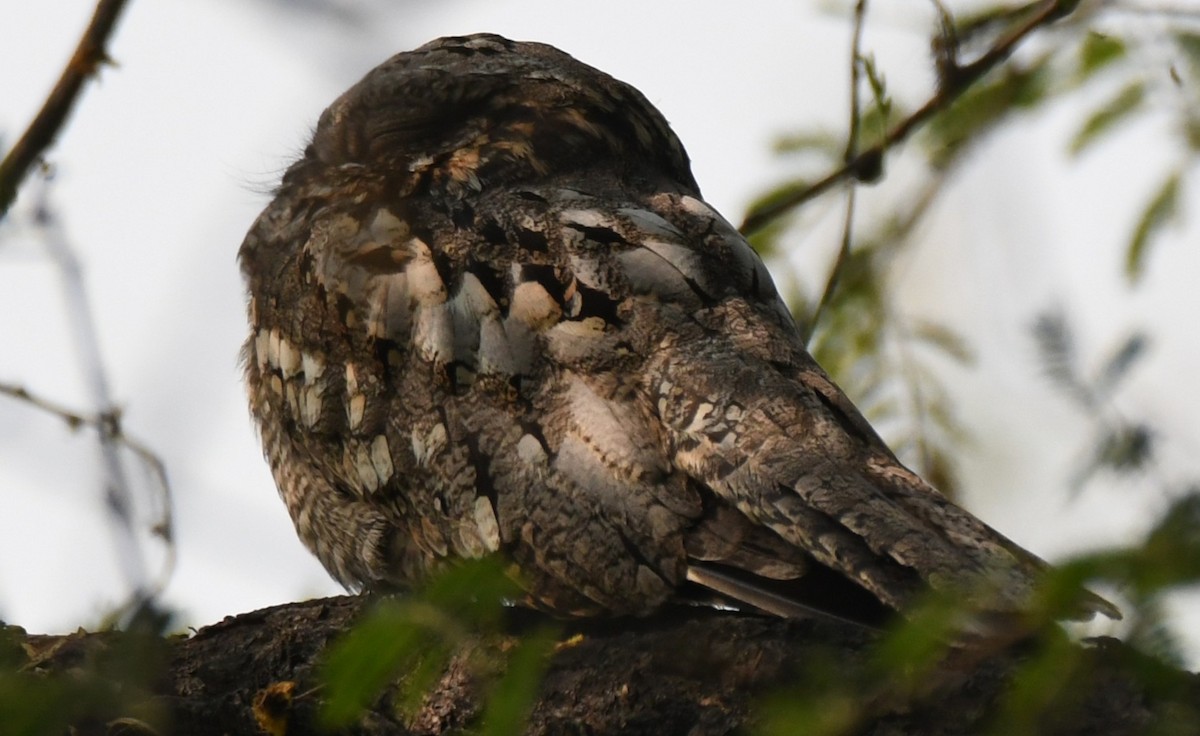 Indian Nightjar - ML646232178