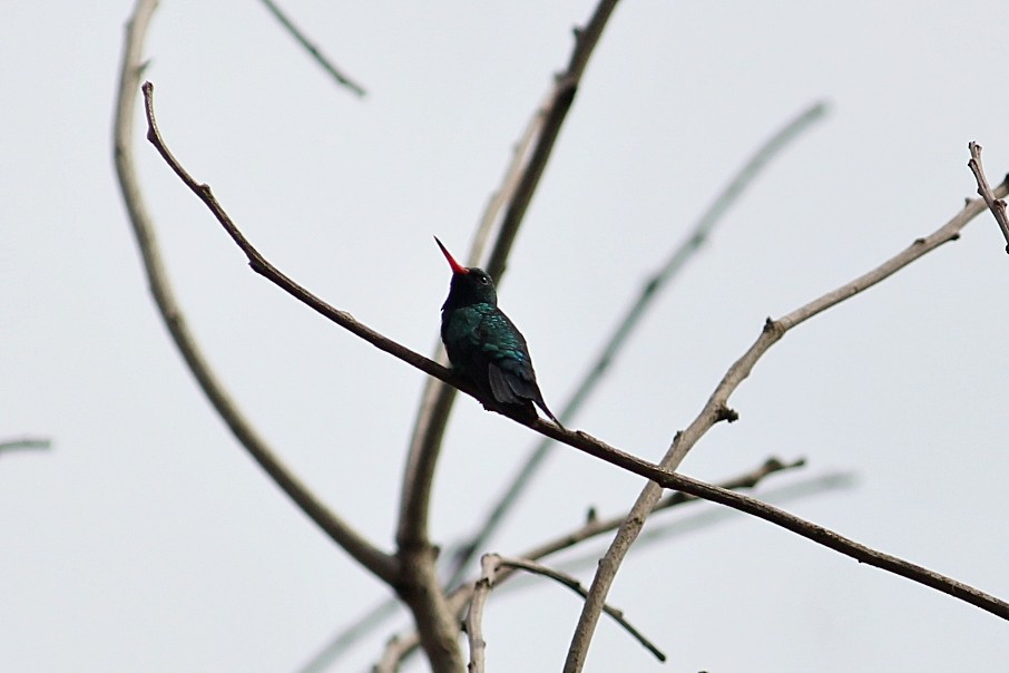 Glittering-bellied Emerald - ML646232180