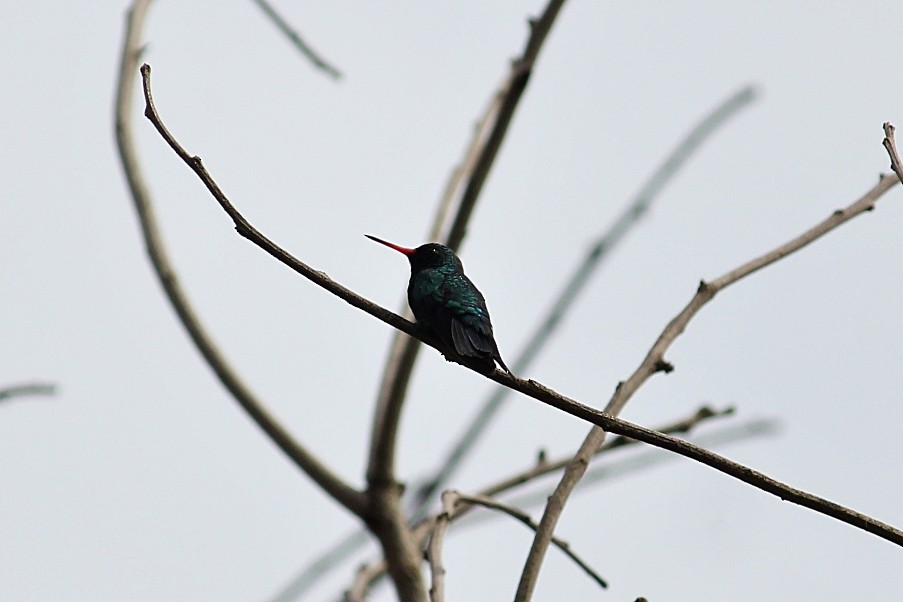 Glittering-bellied Emerald - ML646232181